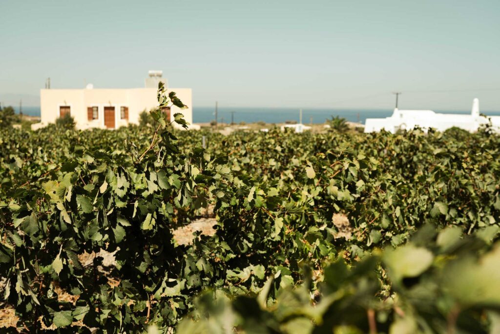 Santorini Şarap Bağları
