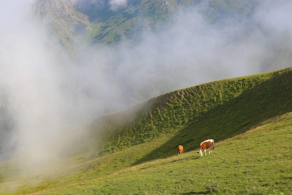 Trabzon Yayla